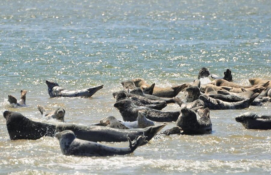 Small group full day island tour to Texel from Amsterdam - The value of a guide who stays all day