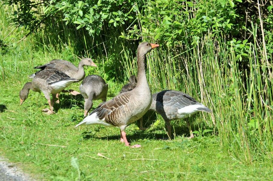 Small group full day island tour to Texel from Amsterdam - Timing, comfort, and who should book