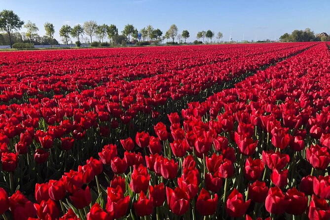 Small Group Keukenhof and Delft Guided Tour from Amsterdam - Who should choose this day trip