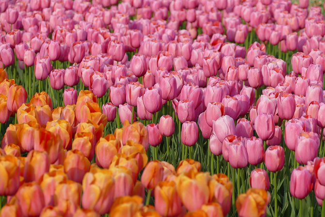 Taking Pictures in the Tulip Field at De Tulperij - Inside De Tulperij’s working flower field