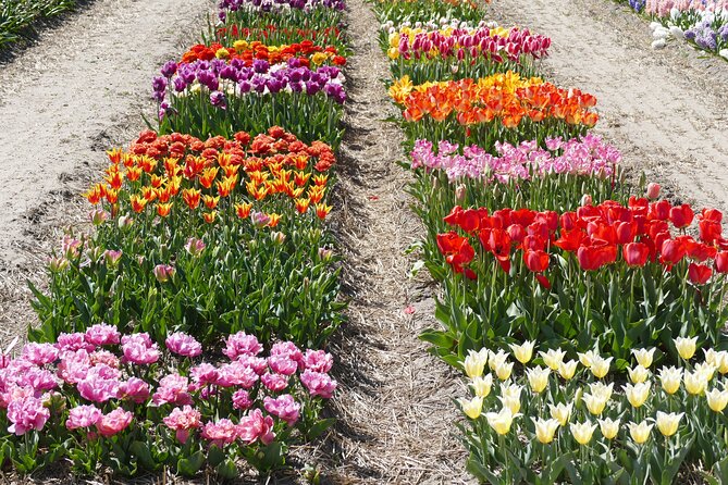 Taking Pictures in the Tulip Field at De Tulperij - Finding the farm at Oude Herenweg 16B