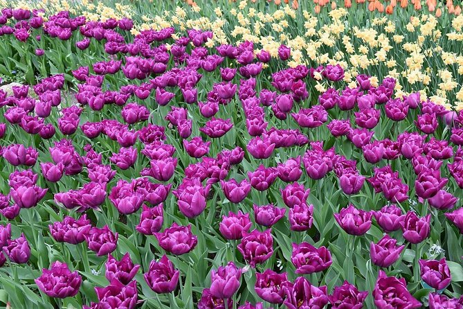 Tour to Giethoorn and Keukenhof Tulip Fields from Amsterdam - Giethoorn by canal, path, and lunch break