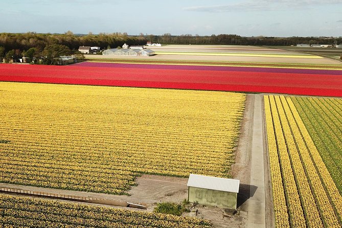 Tulip Fields near Keukenhof - Self-Drive Audio Tour for 2 People - De Tulperij and the farm stop
