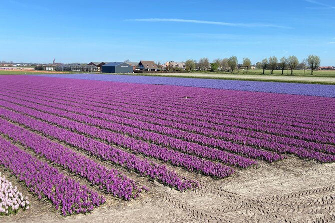 Tulip Fields near Keukenhof - Self-Drive Audio Tour for 2 People - Is the $119.77 group price good value?