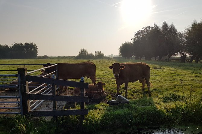 Zaanse Schans and Volendam Private Tour – Clogs, Cheese and More - Cheese, cows, and the milking robot