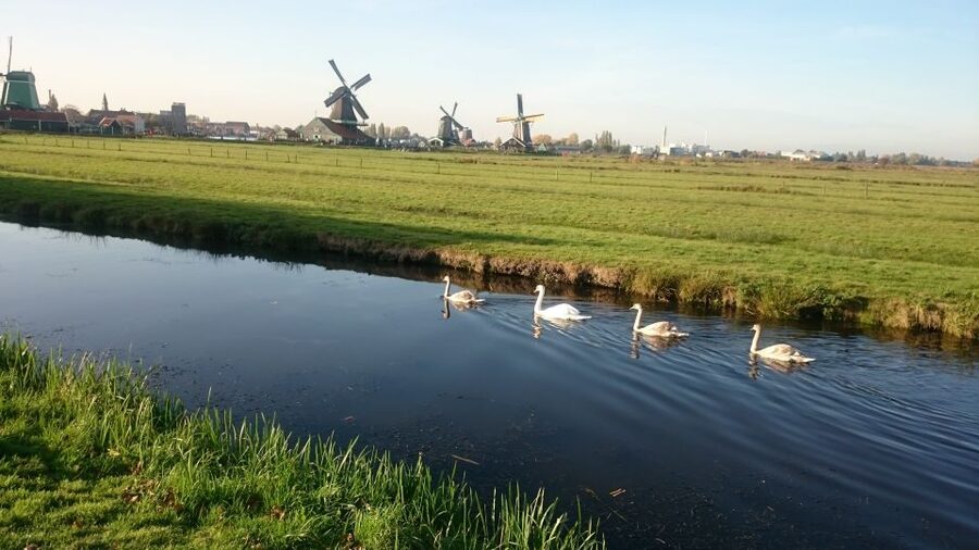 Zaanse Schans Windmills 4-Hour Tour in Italian - The wooden clog factory