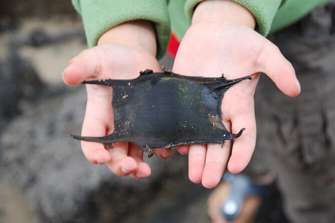 Zeeland Beach safari with Fishnet NL/DE - Key points to know before booking
