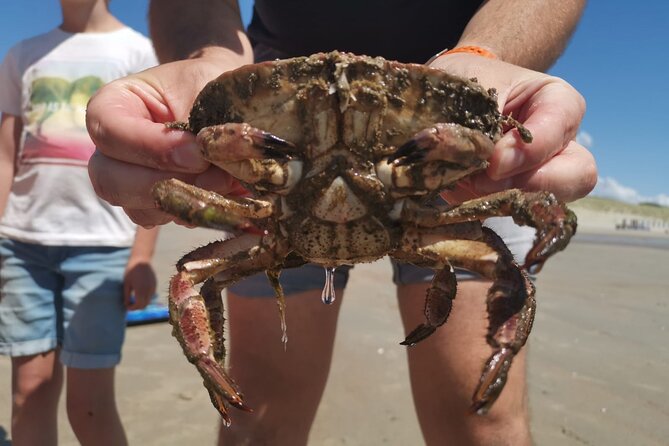 Zeeland Beach safari with Fishnet NL/DE - Why the guide makes the difference