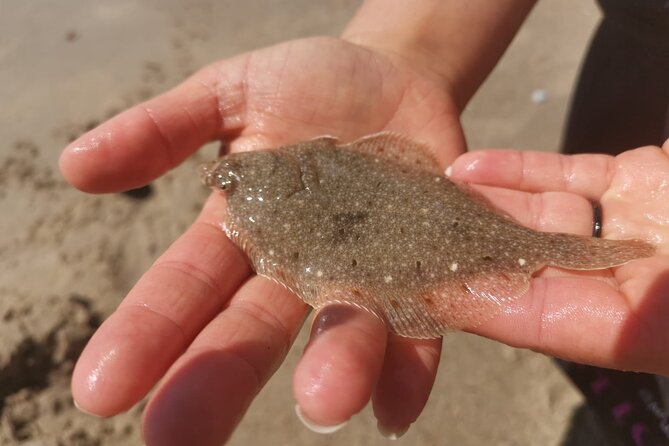 Zeeland Beach safari with Fishnet NL/DE - Weather can shape your plans