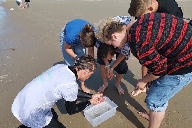Zeeland Beach safari with Fishnet NL/DE - Should you book the Zeeland Beach Safari?